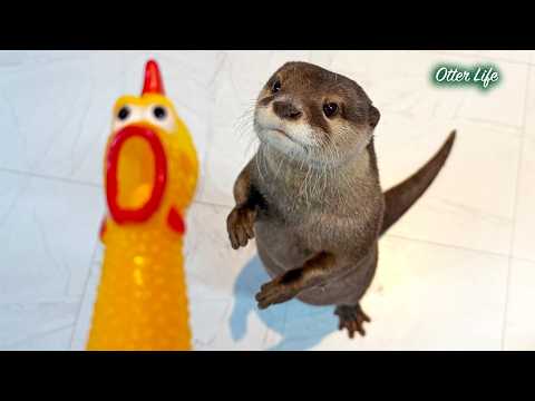 Otter vs Screaming Chicken: The Most Unexpected Ending Ever… Your Heart Will Melt! 😭💔
