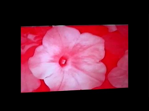 Moo Moonster - Eggs Taize in slow Motion (Italo Brutalo Remix)