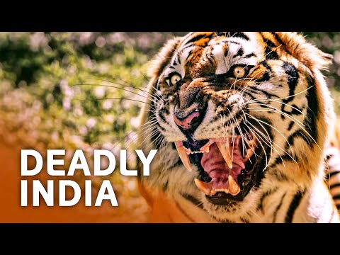 A Day in the Life of India's Most Dangerous Animals