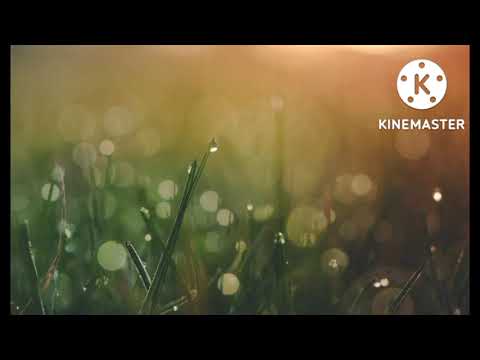 Tsaus ntuj chim no tseem nco nco koj