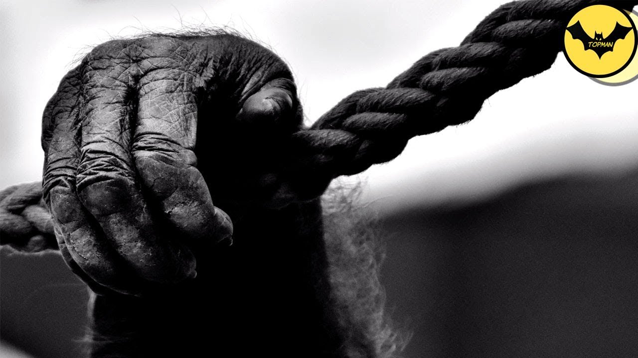 5 Comportamientos Mas Extraños En Animales Que La Ciencia Sigue Sin Explicar.