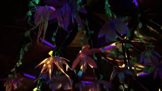 Petre Inspirescu at The Moonlight Music Festival 2018 x Bali