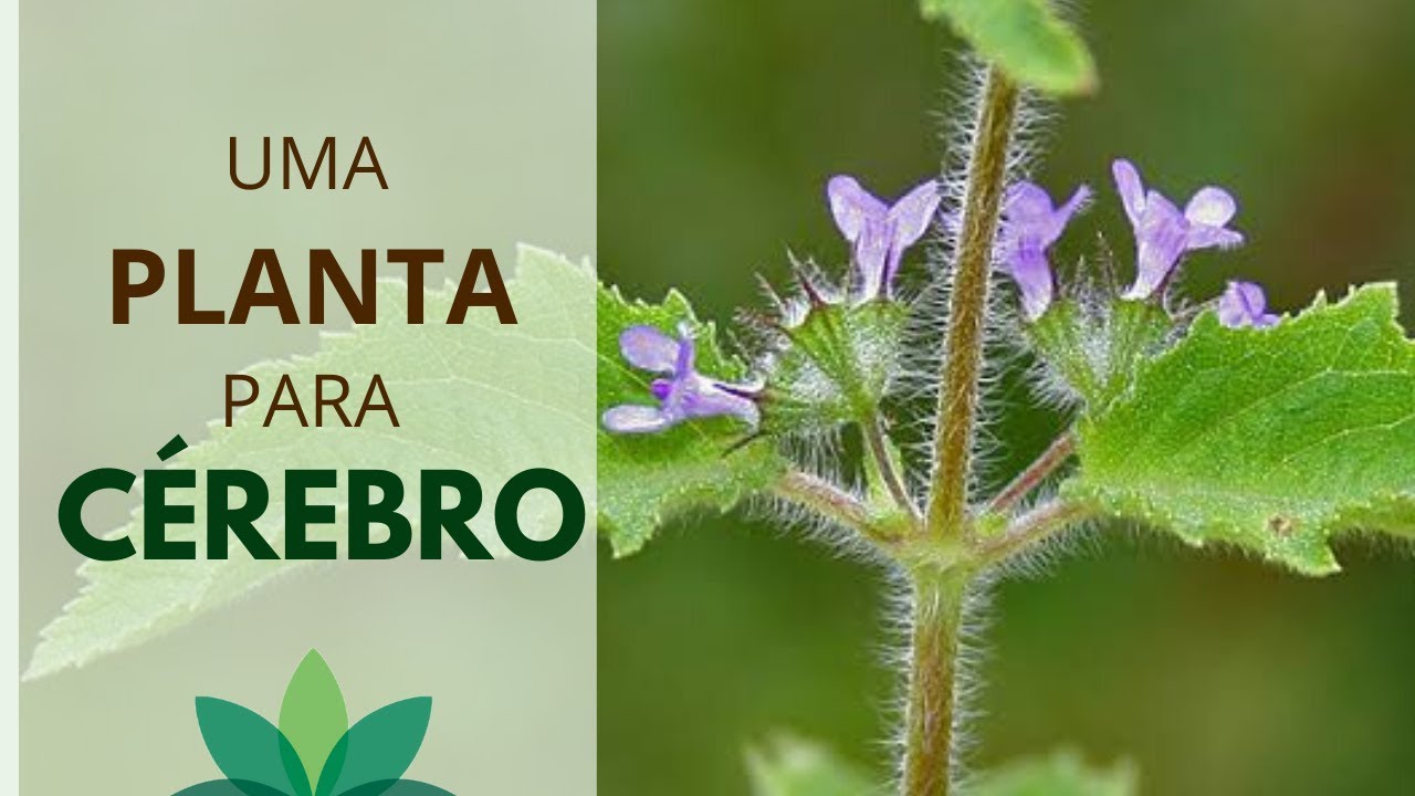 Uma planta BOA para o CÉREBRO!