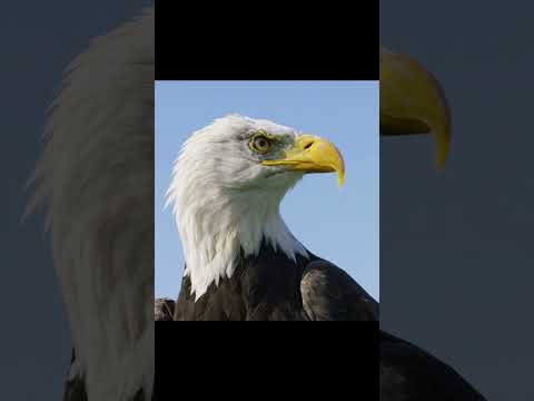 IUCN分類における絶滅の危険性を示す図。