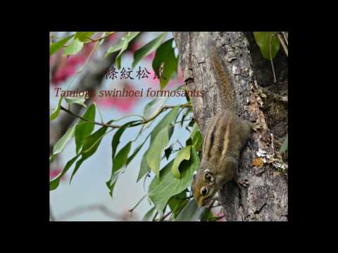 Veverička pruhovaná Swinhoeova (Tamiops swinhoei) — Taiwan