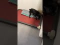 Barney 22 1155 Vid001