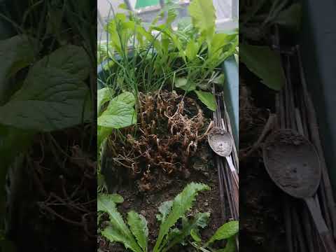 plantes-balcon-vertes-pots-ensoleillé plantes balcon