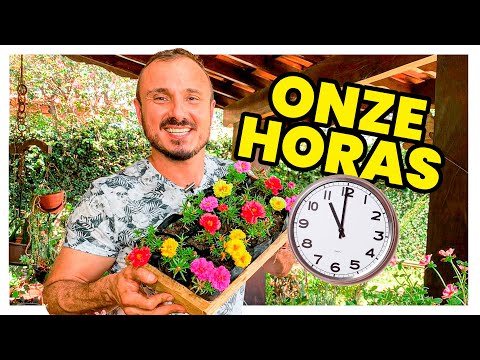 TUDO SOBRE AS ONZE HORAS