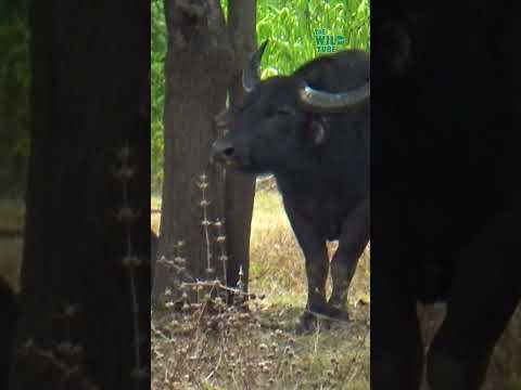 , title : 'Angry Wild Buffalo!! Getting treatments #shorts @TheWildTube'