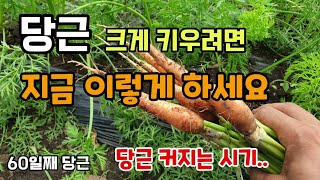 당근 크고 굵게 키우려면 지금 이렇게 마지막 당근웃거름과 당근을 솎아줘야   당근60일차 당근비대기 해야할일…