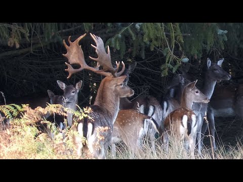 Kapitale Damhirsche von der Müritz - Large fallow deer