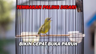 Download lagu PANCINGAN PLECI NEMBAK KENARI SAMBUNG BREN WIT WIT WIT, COCOK UNTUK MASTERAN mp3