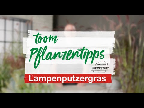 toom Pflanzentipps – Lampenputzergras | toom Baumarkt