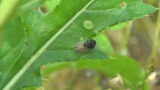 Thistle tortoise beetle defenses