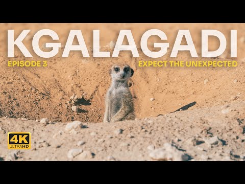 Kgalagadi: Expect the Unexpected - Episode 3 - Lions in Camp, Polentswa and Rooiputs Camping