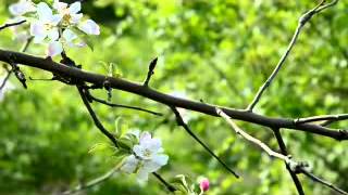 Music video thumbnail preview for Marlene Kuntz - Grazie by Marlene Kuntz