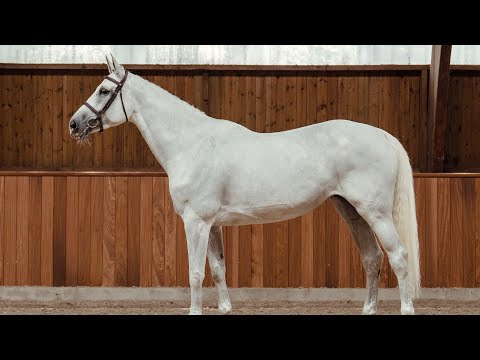 Nike Air HX - Standing