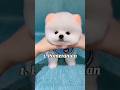 Top 10 Cutest Dog Breeds To Keep As Pets Shorts