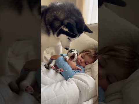 #husky #babyhusky