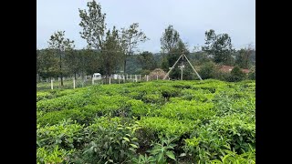  Residential Plot for Sale in Coonoor, Nilgiris