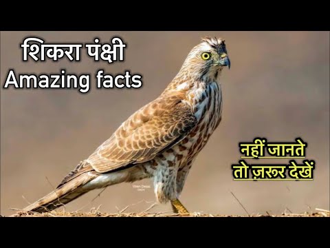 Interesting facts about Shikara birds in Hindi