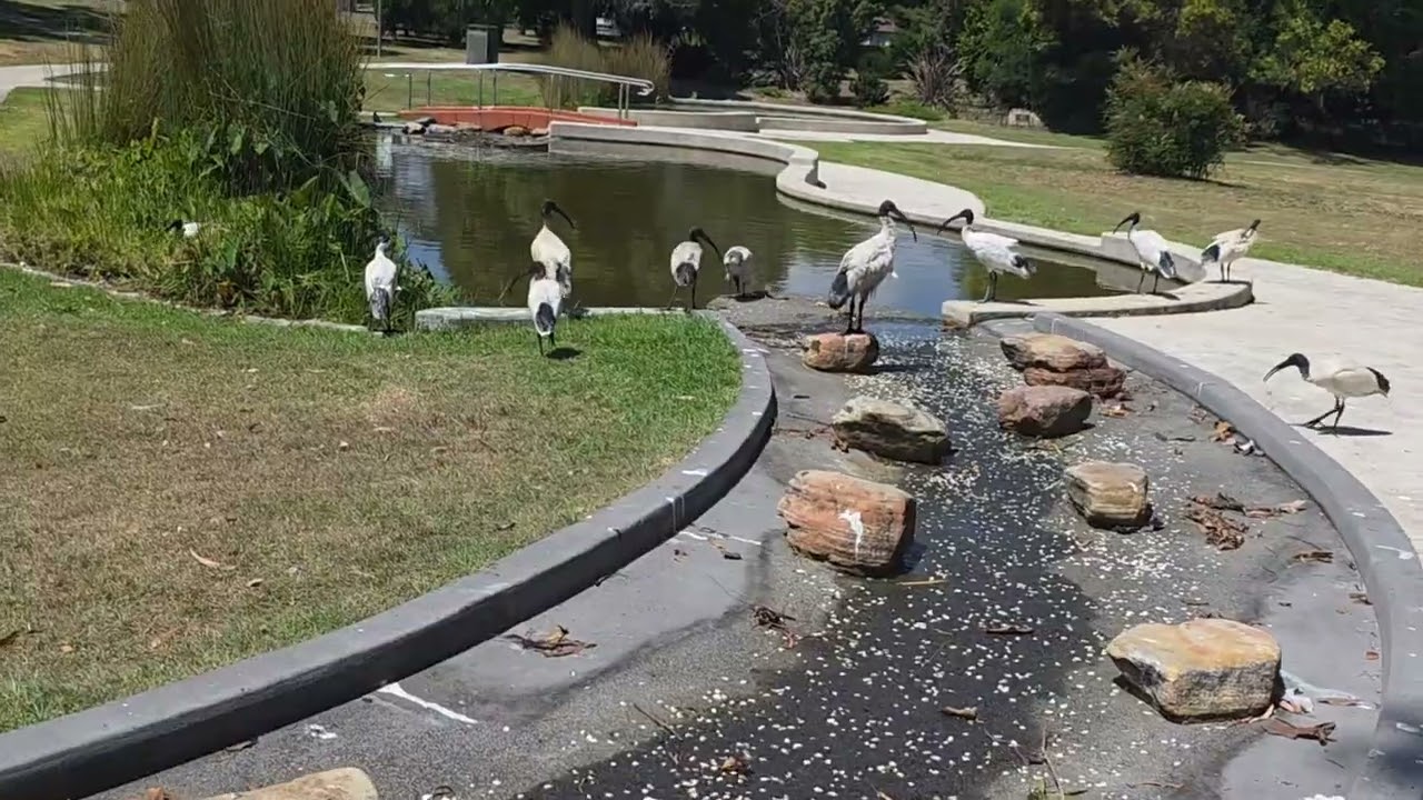 Я тут впервые . Элла Австралия