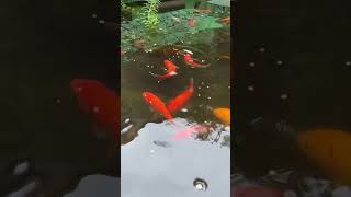 ビオトープに餌をあげる時間が至福の時間すぎる・・・ #ビオトープ #金魚 #shorts