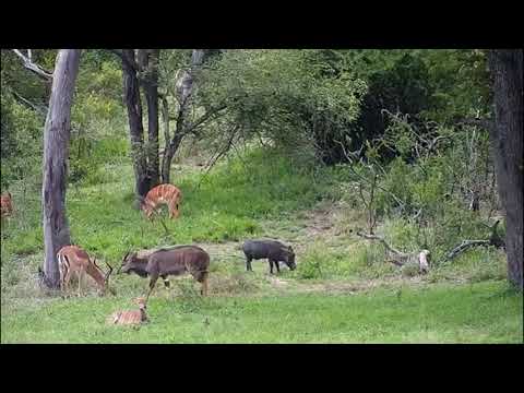 Djuma: Warthogs, Impalas and Nyalas - 12/04/20