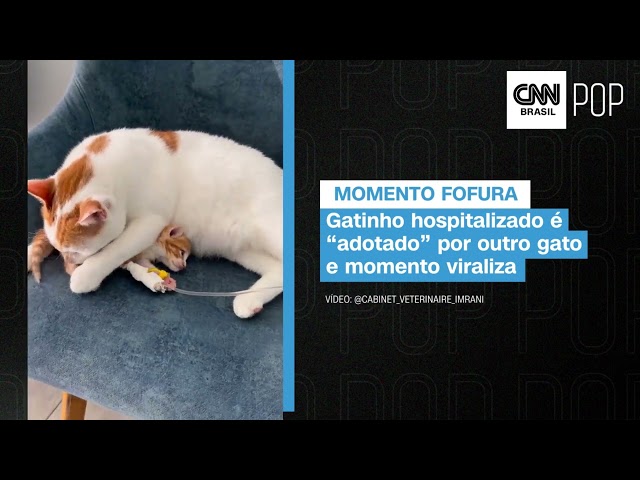 Gatinho hospitalizado é “adotado” por outro gato e momento viraliza; veja  vídeo