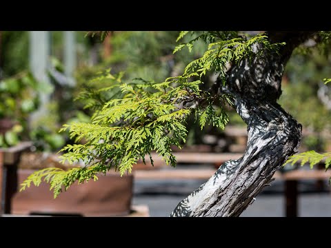 Master Summer Pruning Techniques for Western Redcedar Bonsai