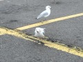 Fashion Bug Parking Lot Seagulls
