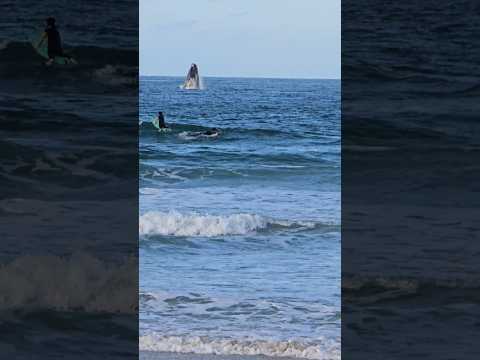Olha o show dessa Baleia Franca na praia de Garopaba em Santa Catarina. A natureza é muito linda