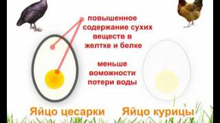 Яйцо Цесарки Фото По Соотношение К Куриному Яйцо Цесарки Фото По Соотношение К Куриному
