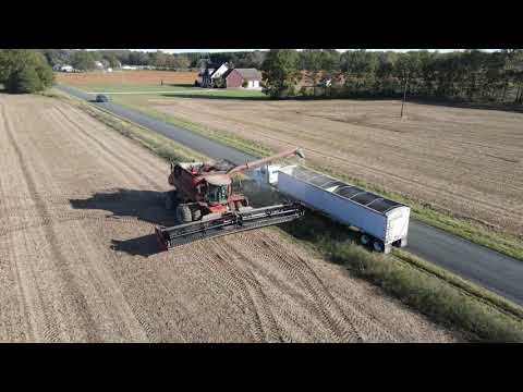 2020 November 3 - Cutting Soy Beans 4