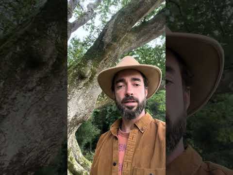 OLDEST OAK IN IRELAND!  #naturerestoration #irishnature #ancienttrees