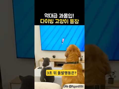 고양이가 갑자기 다이빙을 뛴 진짜 이유ㅋㅋㅋ