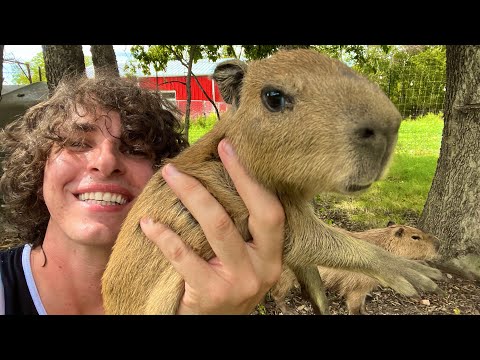 もうひとつ見つけた...（カピバラ重複不具合） (I Found Another One… (Capybara Duplication Glitch))