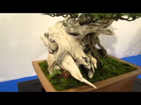 Noelanders Trophy 2012 Bonsai Exhibition Trees Part 1