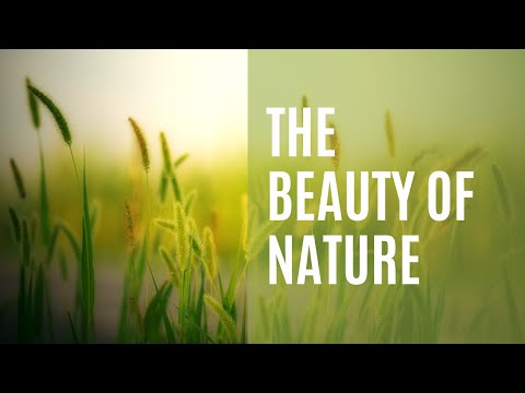 Reconnect with Nature: A Visual Ode to Its Timeless Beauty