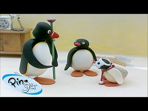 Pingu and His Family | Pingu – Official Channel | Cartoons For Kids - Kids (0-4), Kingdom Kids Zone - Pingu - Official Channel