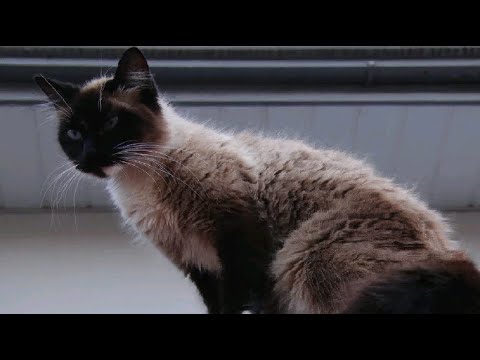 Moradores suspeitam de envenenamento para morte de animais em vila