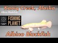 Fishing Planet Albino Blackfish Kaniq Creek Alaska Monster Fish