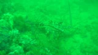 Mergulho - Ilhas Rasas - Guarapari-ES