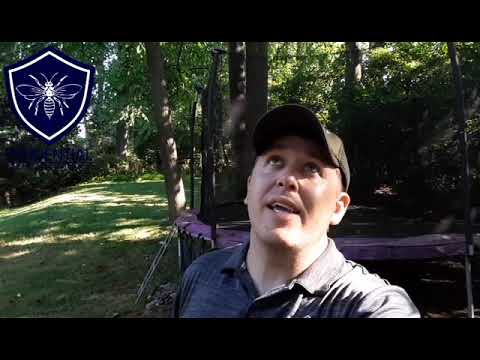 Adult Lanternfly on Tree