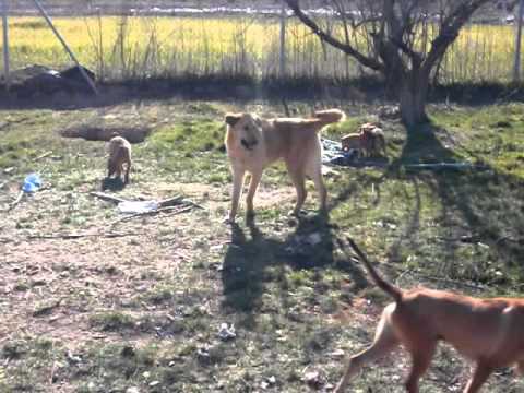 Akita mit anderen Hunden