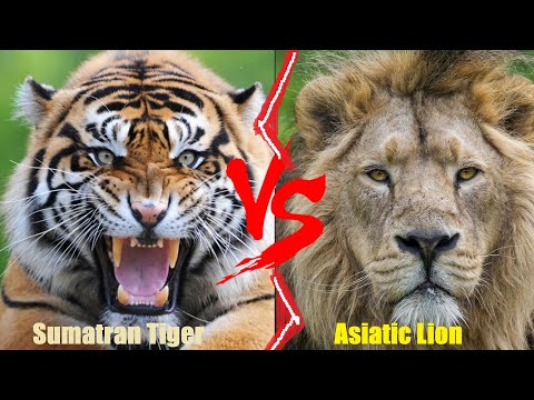 Asiatic Lion VS Sumatran Tiger || Sumatran Tiger VS Asiatic Lion Who Would Win