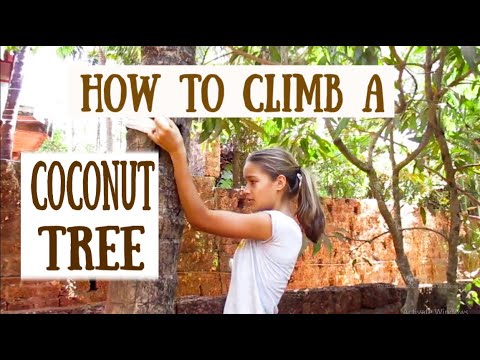 How to climb a palmtree
