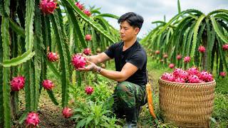 Download lagu The Best Time to Eat Dragon Fruit | Growing More Vegetables, Cooking Rice in the Garden mp3 Download lagu The Best Time to Eat Dragon Fruit | Growing More Vegetables, Cooking Rice in the Garden mp3