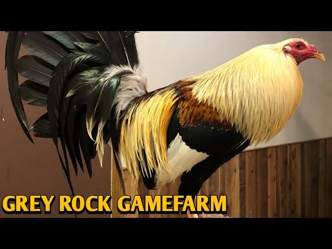 Chocolate Grey Roundhead Kelso - GREY ROCK FARM