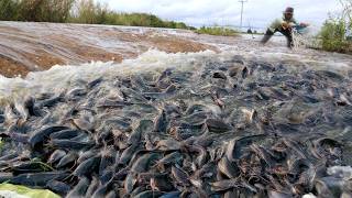 Download lagu Wow Unbelievable Fishing! Crazy Catfish Swarm in Muddy Water — Amazing Nature Discovery mp3